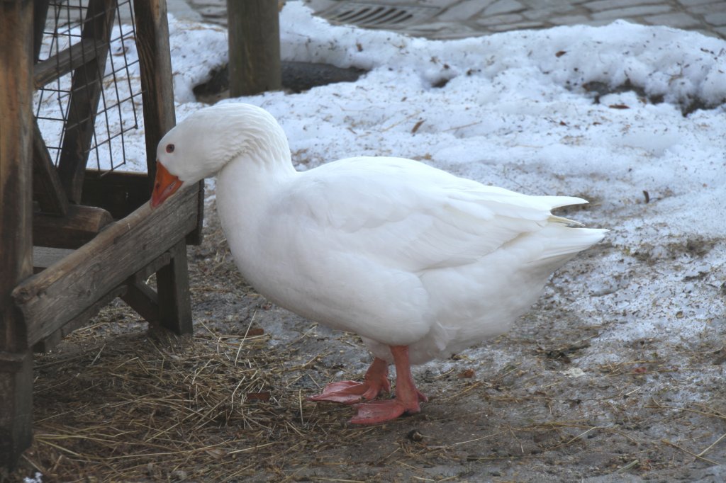 Eine Hausgans im Streichelgehege des Berliner Zoos.