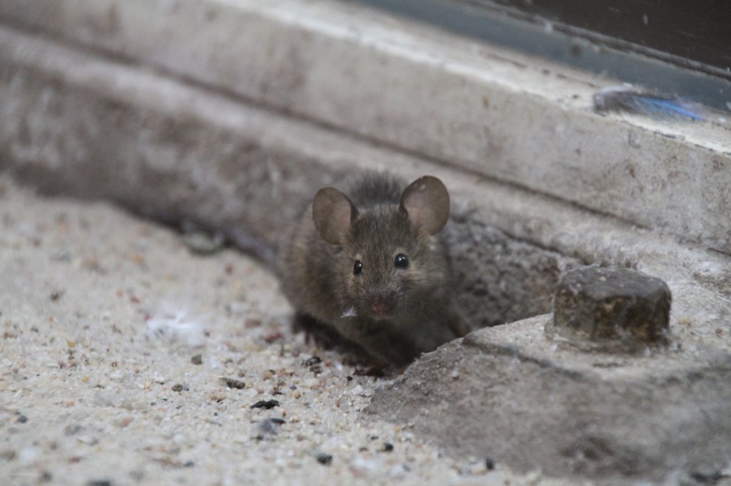 Eine Hausmas (Mus Musculus) nutzt die Papageienkfige fr ausfhrliche Wanderungen. Zoo Berlin am 11.3.2010.