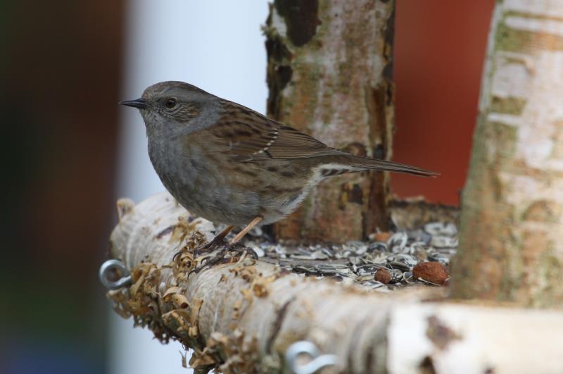 Eine Heckenbraunnelle in unserem Futterhaus; 13.03.2012