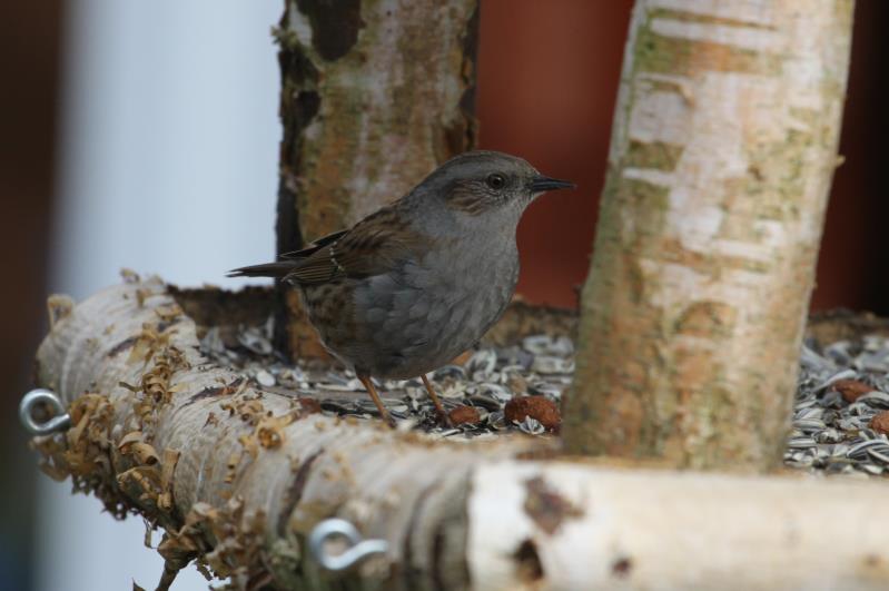 Eine Heckenbraunnelle in unserem Futterhaus; 13.03.2012