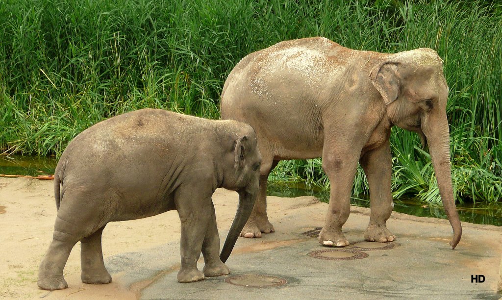Eine Herde Elefanten leben im Klner Zoo in einem groen Gebude mit Auengelnde und Wasserbecken.