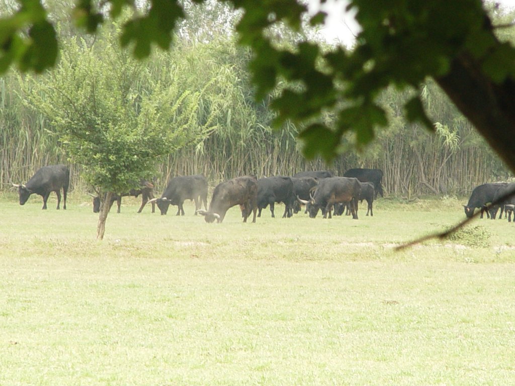 Eine Herde Stiere in der Provence am 20.07.2008