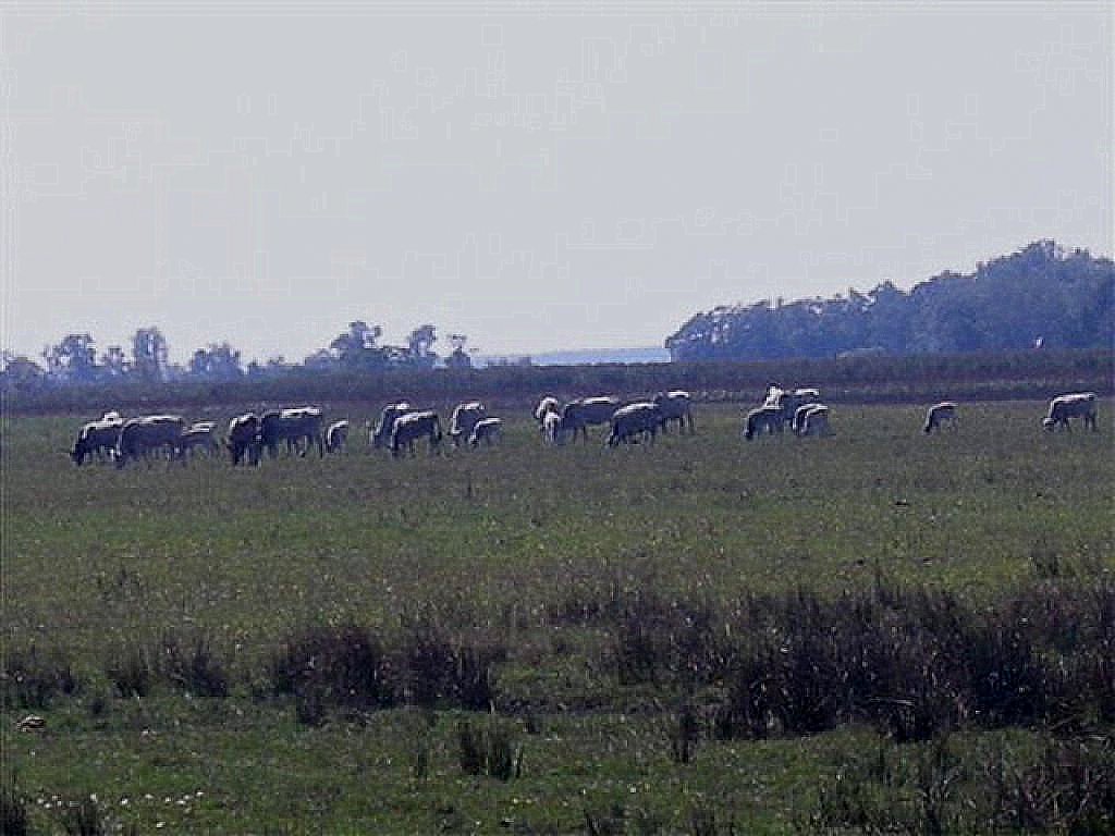 Eine Herde ungarischer Steppenrinder am 16.8.2011 im Burgenland.