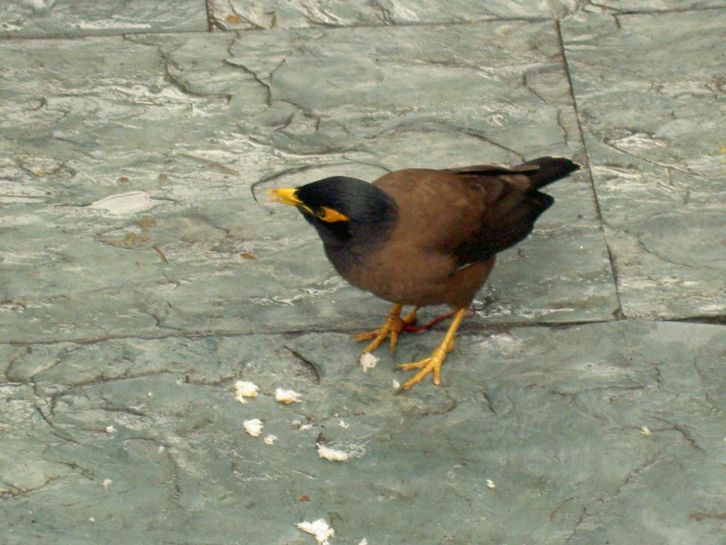 Eine Hirtenmania (Acridotheres tristis) freilaufend im  Zoo von Shanghai. 