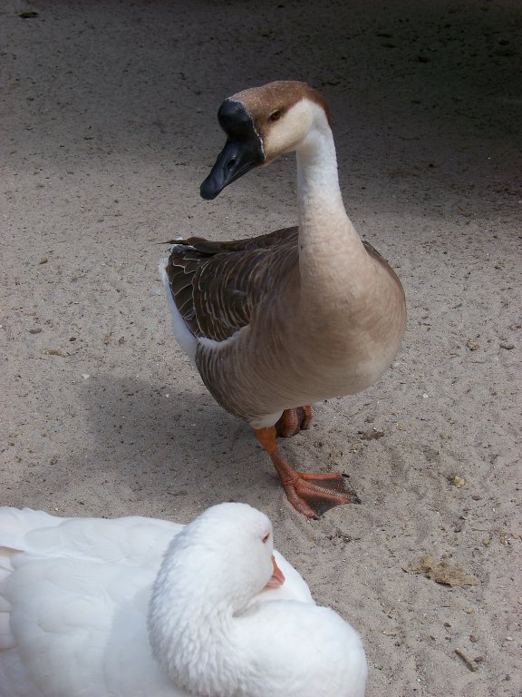 Eine Hckergans. Das erste mal das ich diese Gnse Art gesehen habe. (31.07.10)