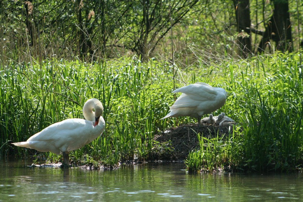 Eine Hckerschwanfamilie beim Nest. Taubergiessen, 10.5.2008
