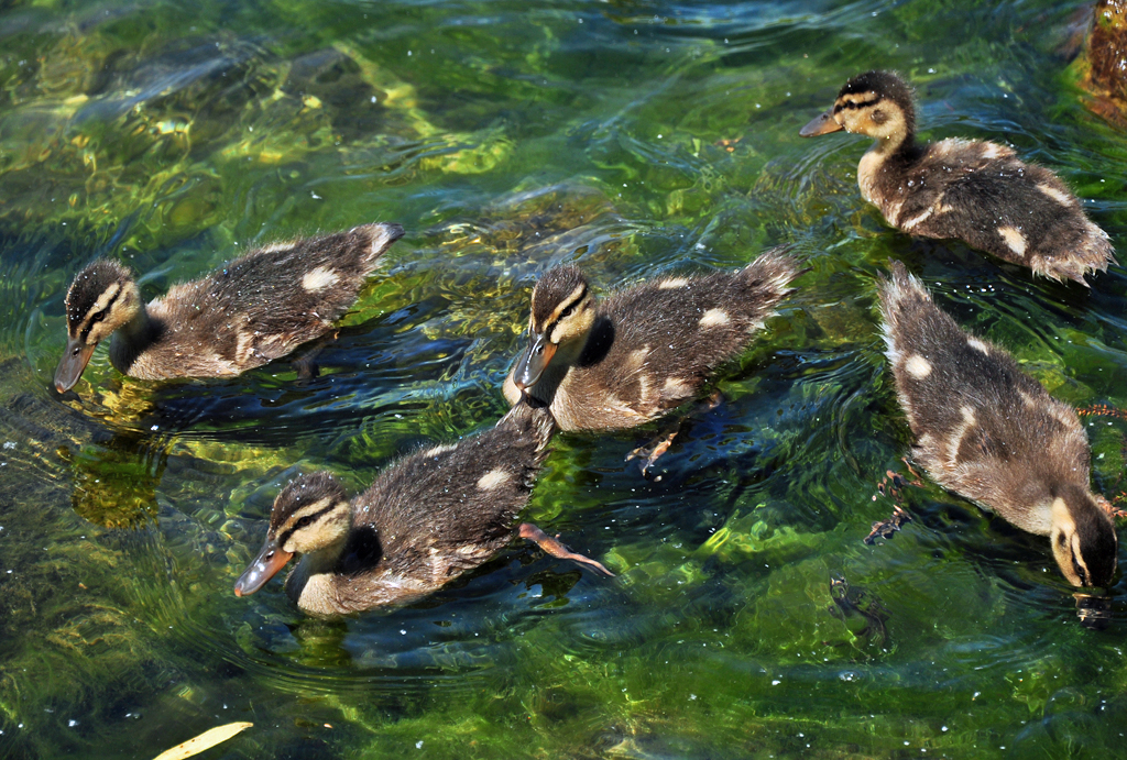 Eine  Horde  junger Stockgnse auf dem Zlpicher See - 29.05.2011