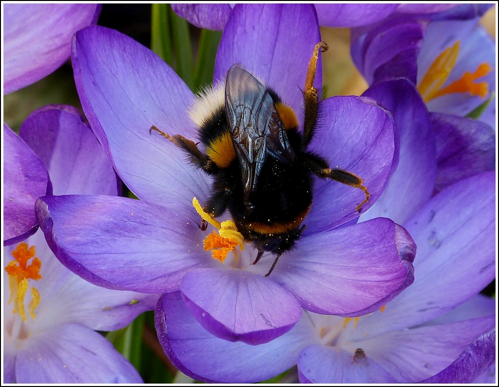 Eine Hummel beim ersten Nektarnaschen. 12.03.2012 (Jeanny)