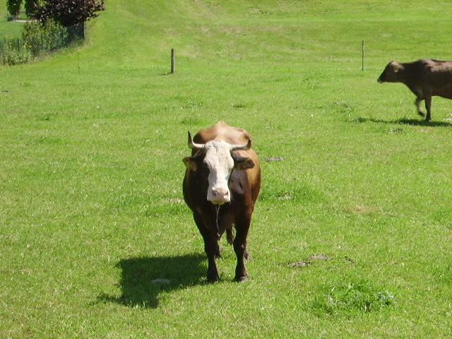 Eine interesant schauende Kuh in Ottacker am 05.08.09