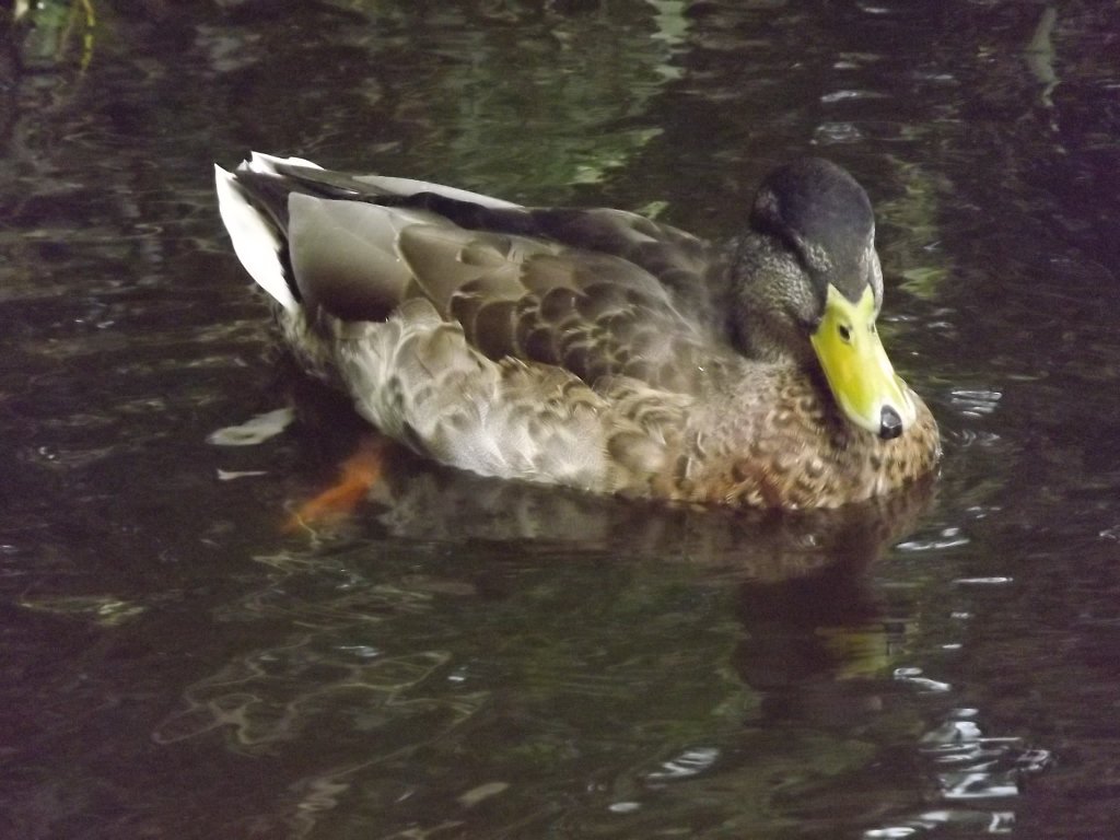 Eine junge Ente am 09.08.2011 im Chemnitzer Yorckgebiet.