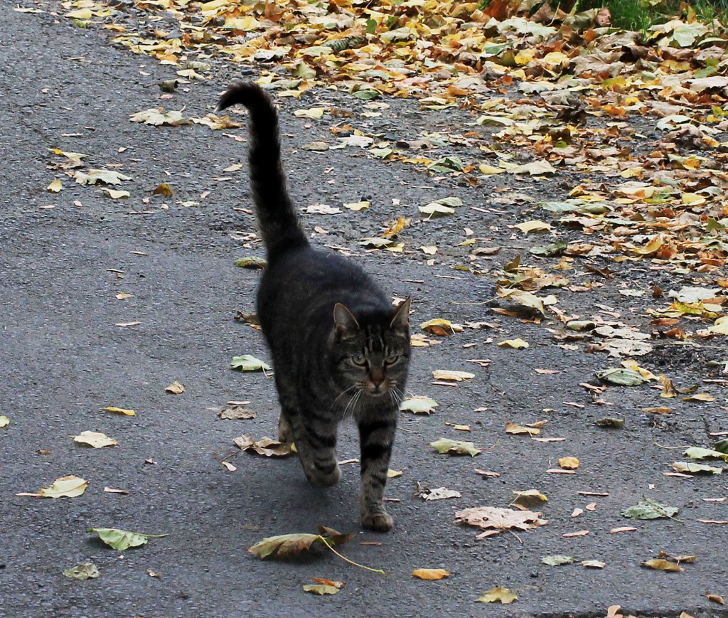 Eine Katze auf einen Bauernhof. Foto 05.10.2011