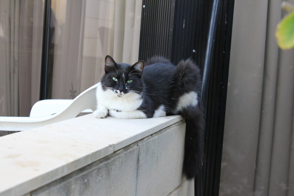 Eine der Katzen im Hotel (Palm Beach Hotel | Zypern)