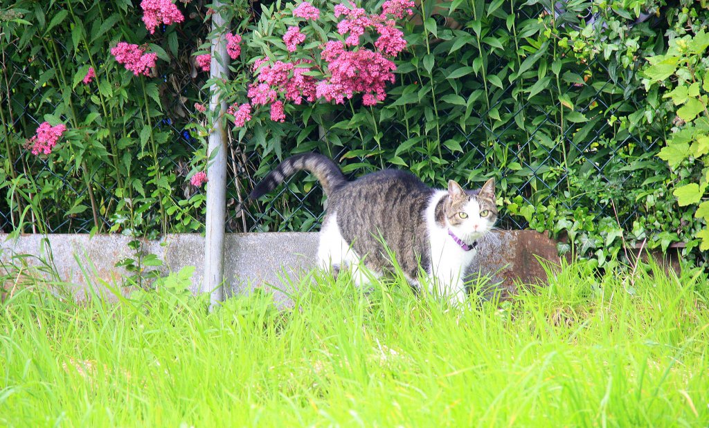 Eine Katzer auf der Wiese in Kohlscheid-Bank am 30.6.2012.