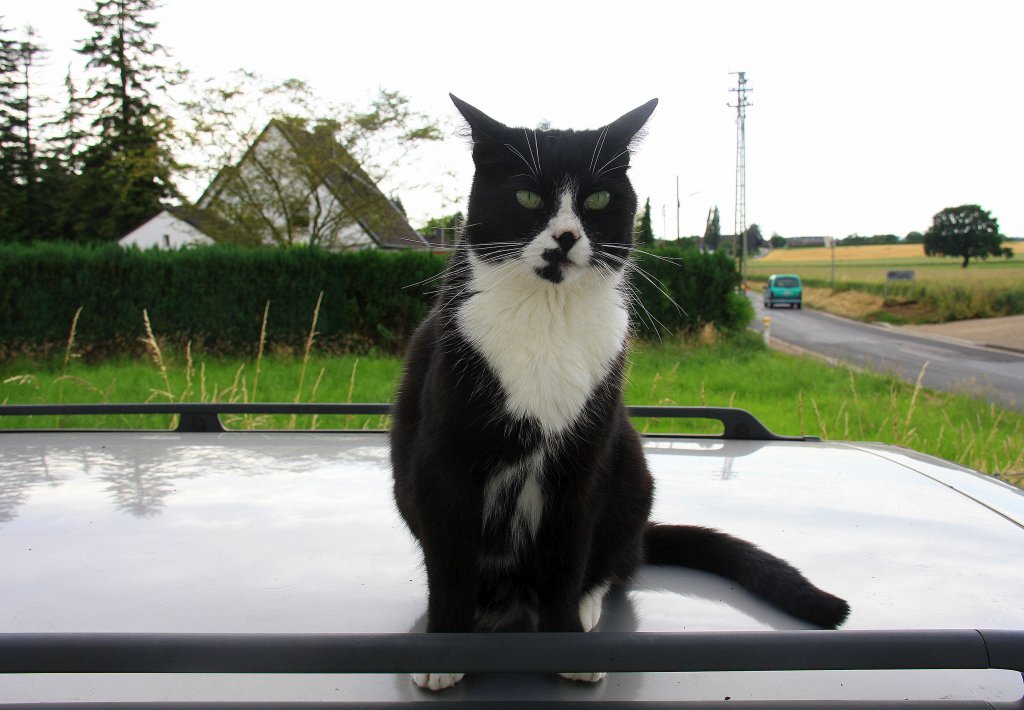 Eine Katzer sitzt auf dem Auto in Kohlscheid-Bank bei Sommerwetter am 28.6.2012.