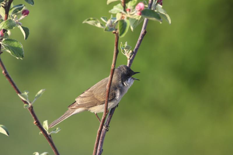 Eine Klappergrasmcke im Apfelbaum vor meinem Hotelzimmerin Billund; 10.05.2011