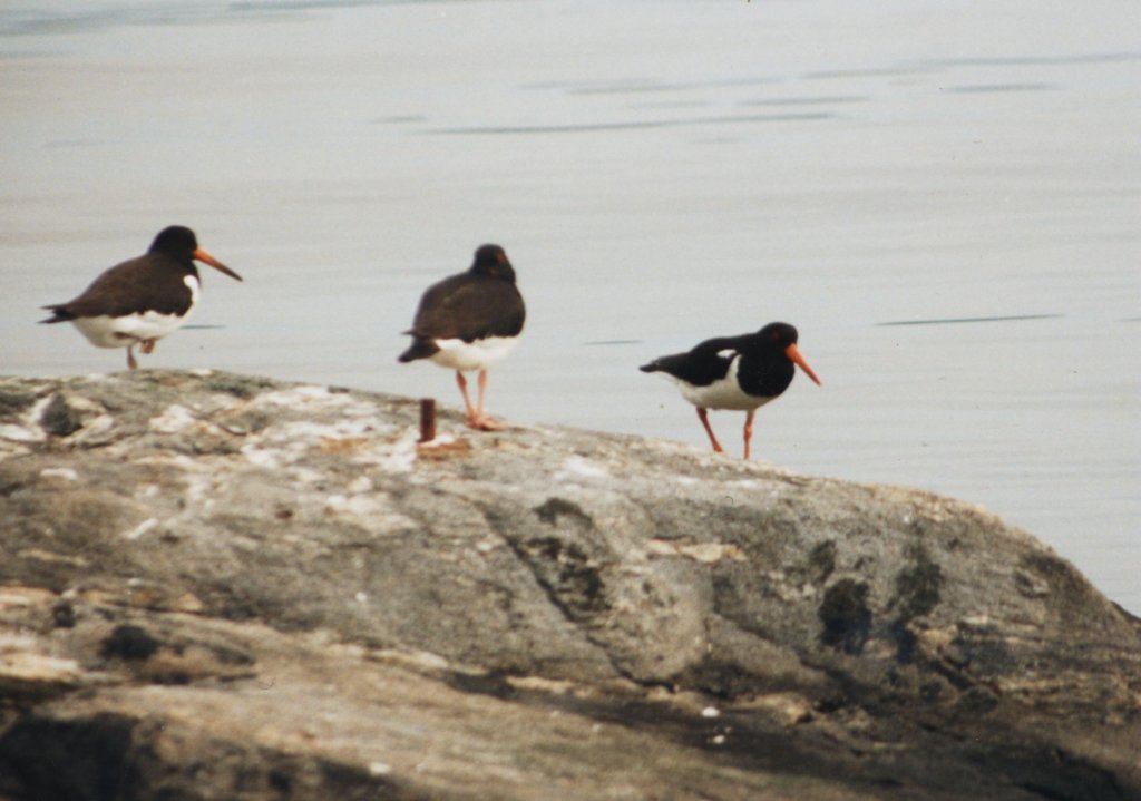 Eine kleine Gruppe Austernfische ruht sich auf einem Stein aus. Insel Averya im August 1994.