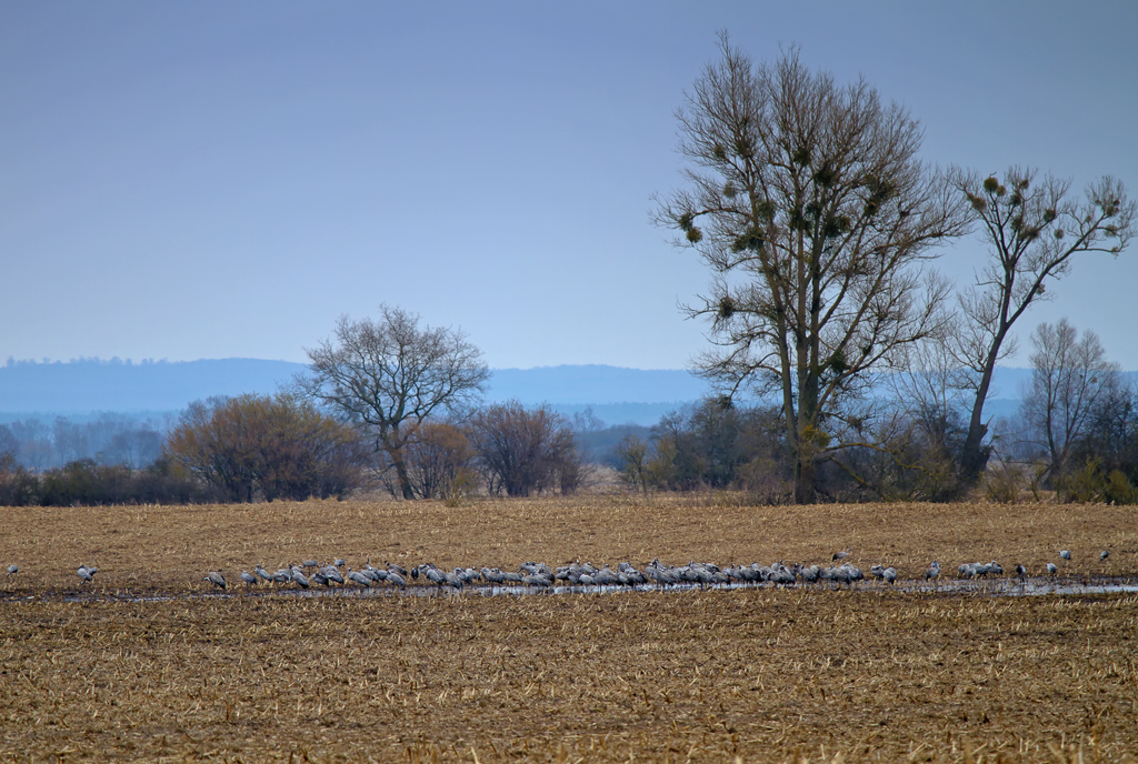 Eine Kranich-Schar auf einem Feld in den  Friedlnder Groen Wiesen . - 09.03.2013