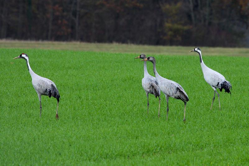 Eine Kranichfamile auf einem Feld am Lac du Der; 18.11.2011