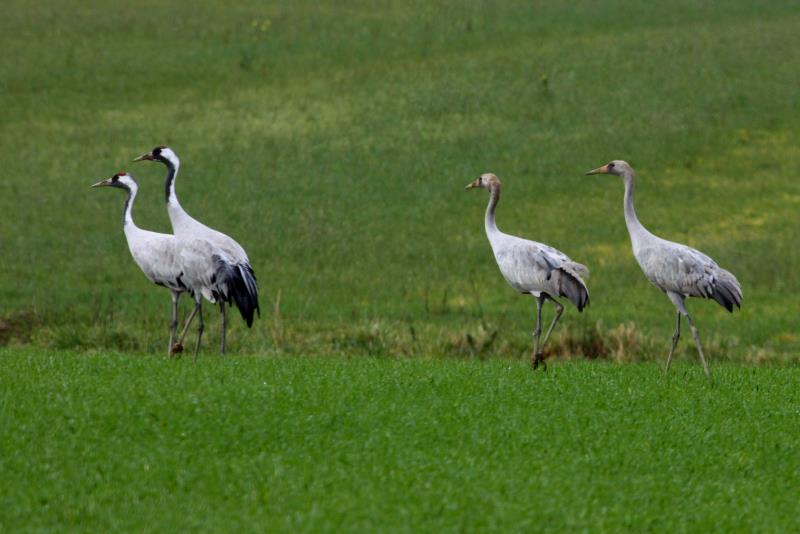 Eine Kranichfamile auf einem Feld am Lac du Der; 18.11.2011