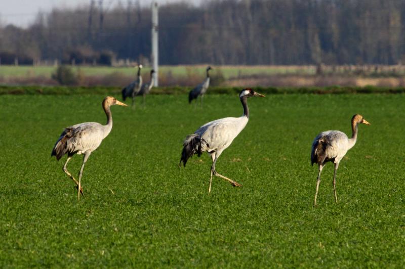 Eine Kranichfamilie auf einem Feld westlich von Saint Dezier; 19.11.2011