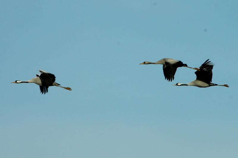 Eine Kranichfamilie fliegt zu einem anderen Futterplatz in der Champagne; 19.11.2011