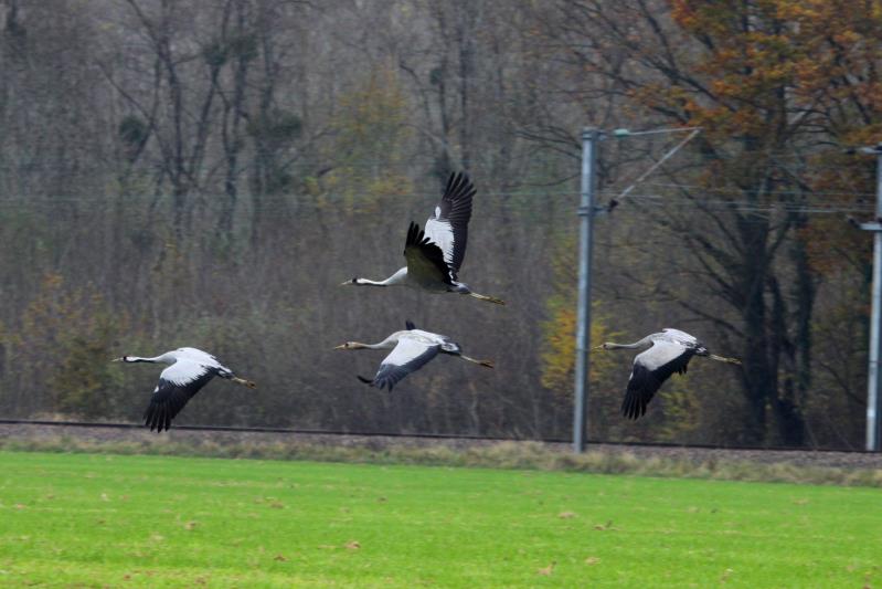 Eine Kranichfamilie im Flug. Champagne; 18.11.2011