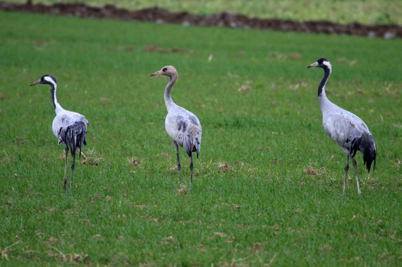 Eine Kranichfamilie mit einem Kken steht kaum 20m neben mir auf einem Feld bei Hauteville; 19.11.2011