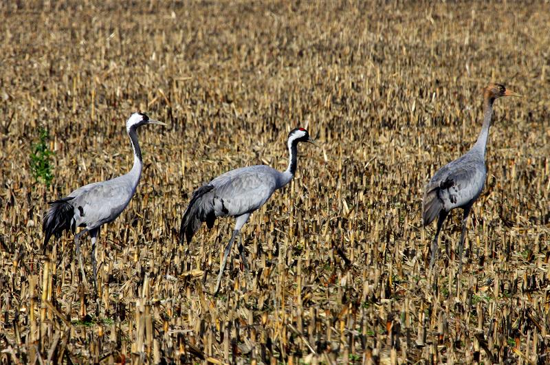 Eine Kranichfamilie sucht nach Nahrung auf einem Maisfeld; 19.11.2011