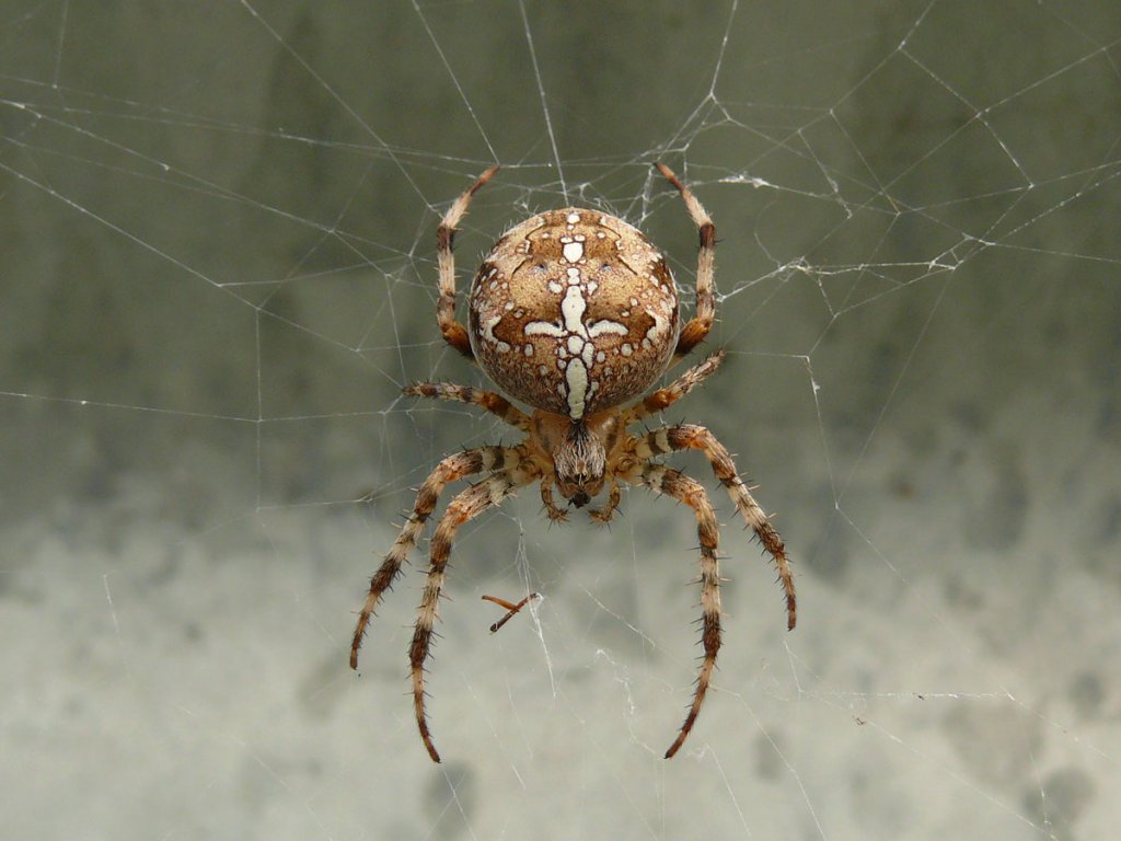 Eine Kreuzspinne und zwar eine Gartenkreuzspinne (Araneus diadematus); Nettelberg, 03.10.2010
