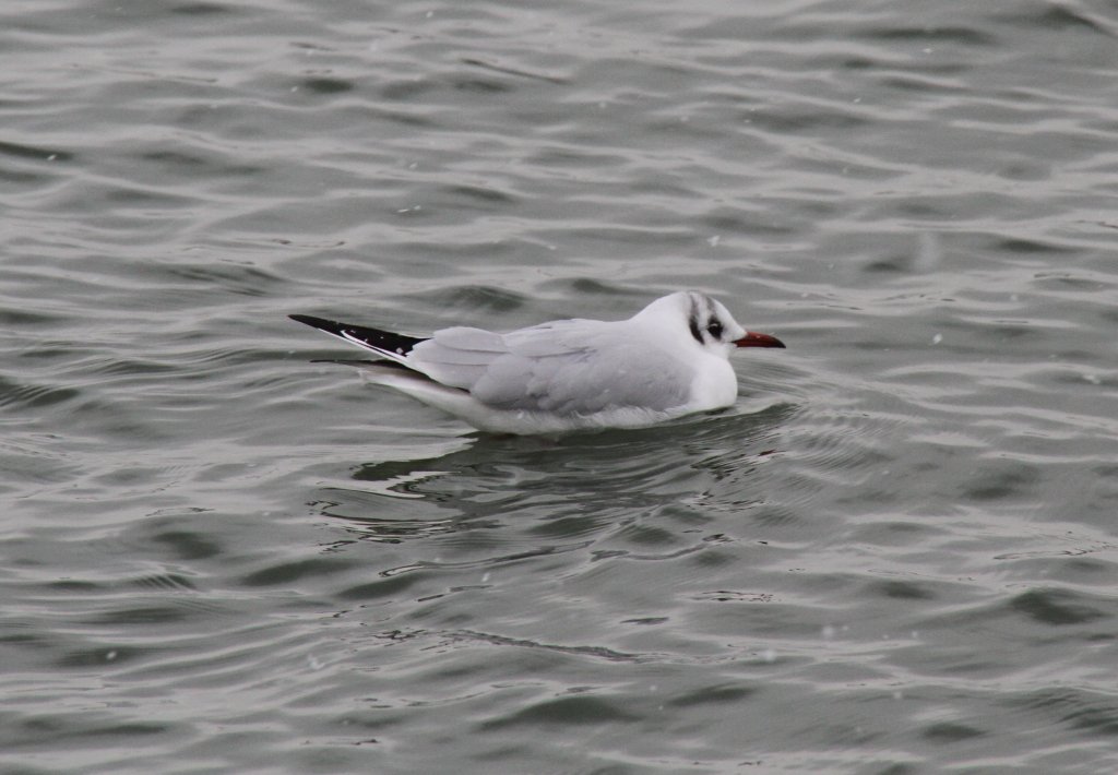 Eine Lachmwe (Larus ridibundus) im Schlichtkleid. Am Oberrhein am 12.2.2010.