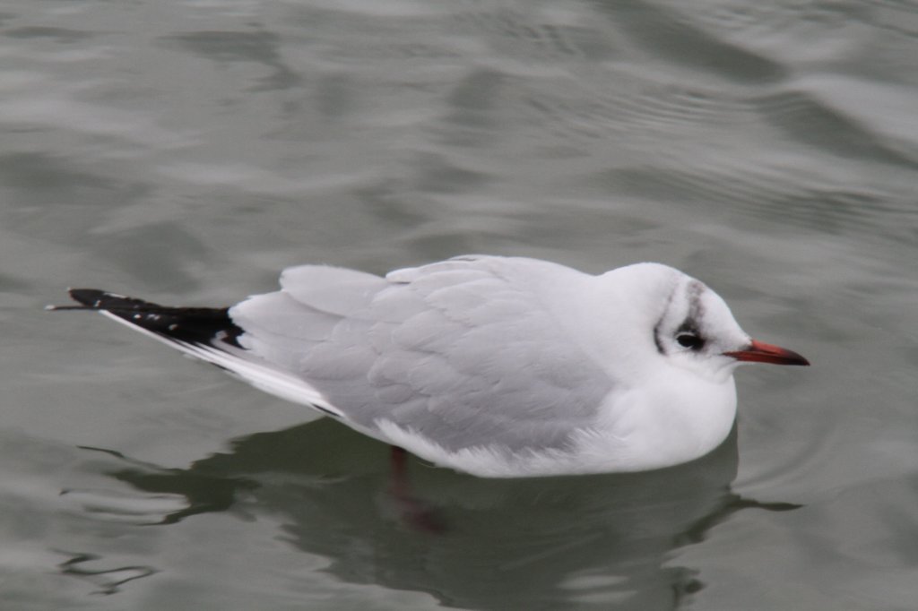 Eine Lachmwe (Larus ridibundus) zeigt sich noch im Schlichtkleid. Am Oberrhein bei Altenheim am 12.2.2010.

