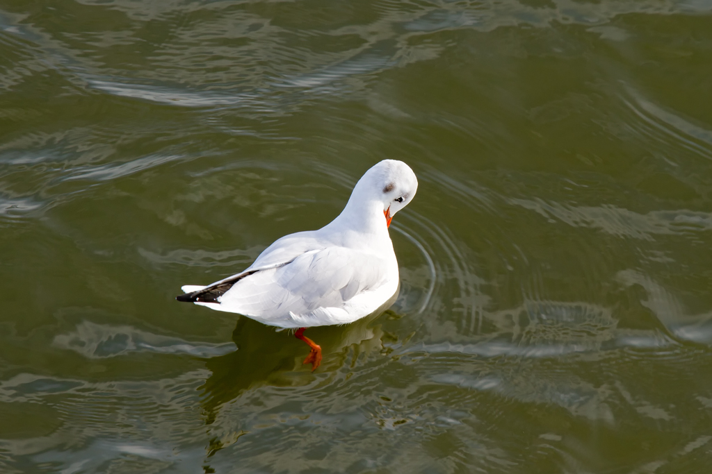 Eine Lachmwe ordnet auf dem Wasser ihr Gefieder. - Sep. 2012
