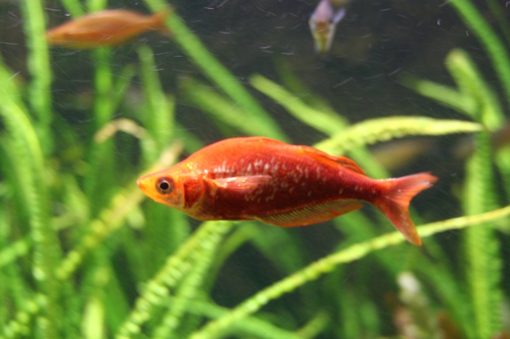 Eine Lachsroter Regenbogenfisch (Glossolepis incisus) 
am 7.12.2009 im Zoo Dresden. 
