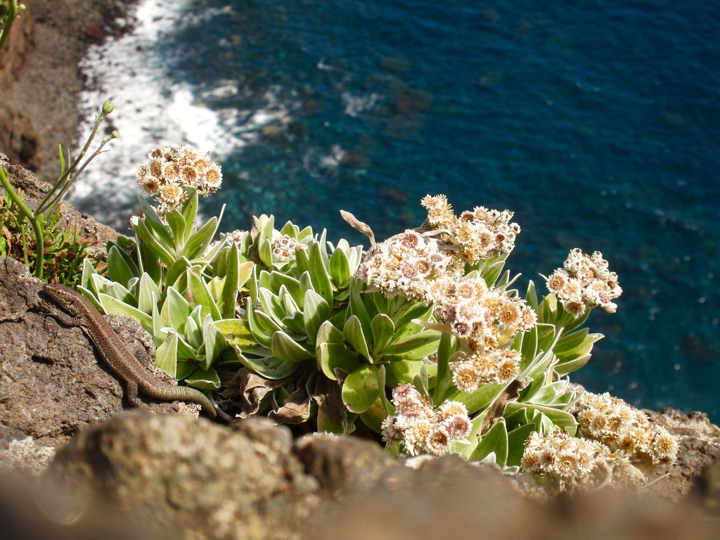 Eine Madeira-Mauereidechse geniesst am 19. April 2017 das schne Wetter und das Rauschen des Meeres in Madeira.