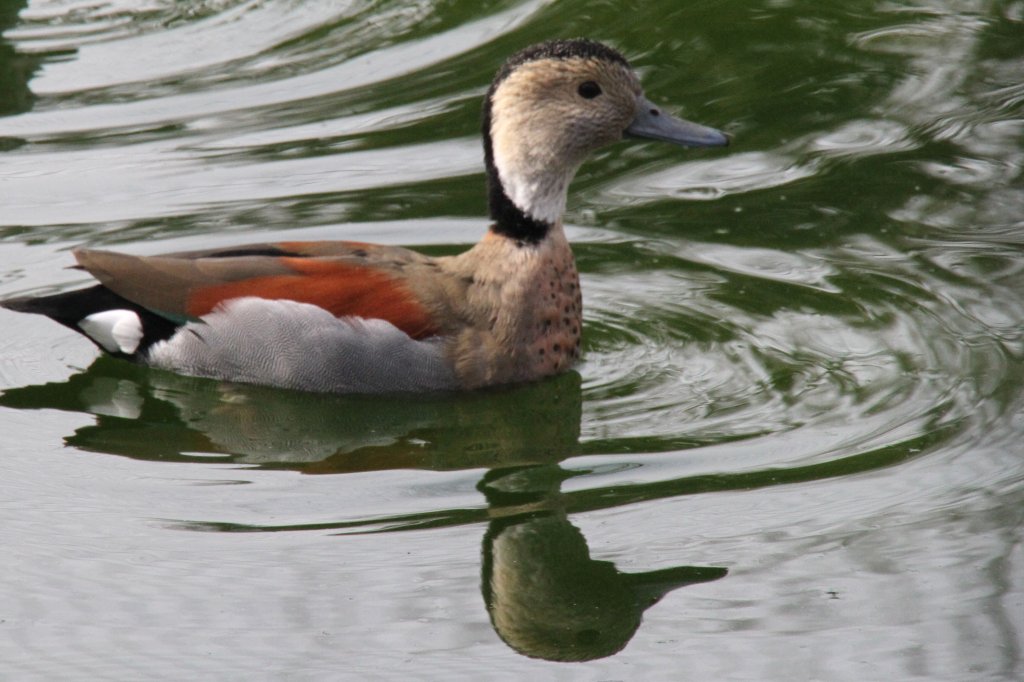 Eine mnnliche Rotschulterente (Callonetta leucophrys) mit ihrem Spiegelbild. Orangerie in Strasbourg am 18.3.2010.