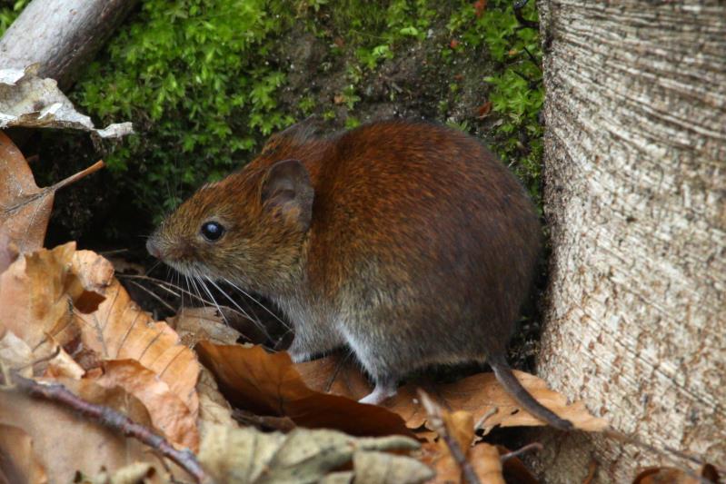 Eine Maus am Ratzeburger Kchensee; 12.04.2012