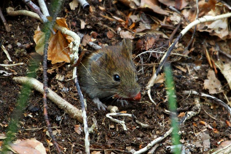 Eine Maus hat etwas schmackhaftes gefunden; 12.04.2012