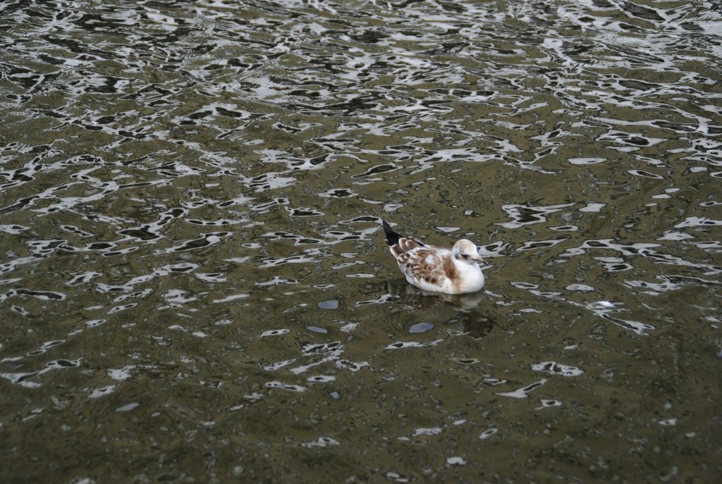 Eine Mwe auf der Alster in Hamburg, am 01.08.2010.