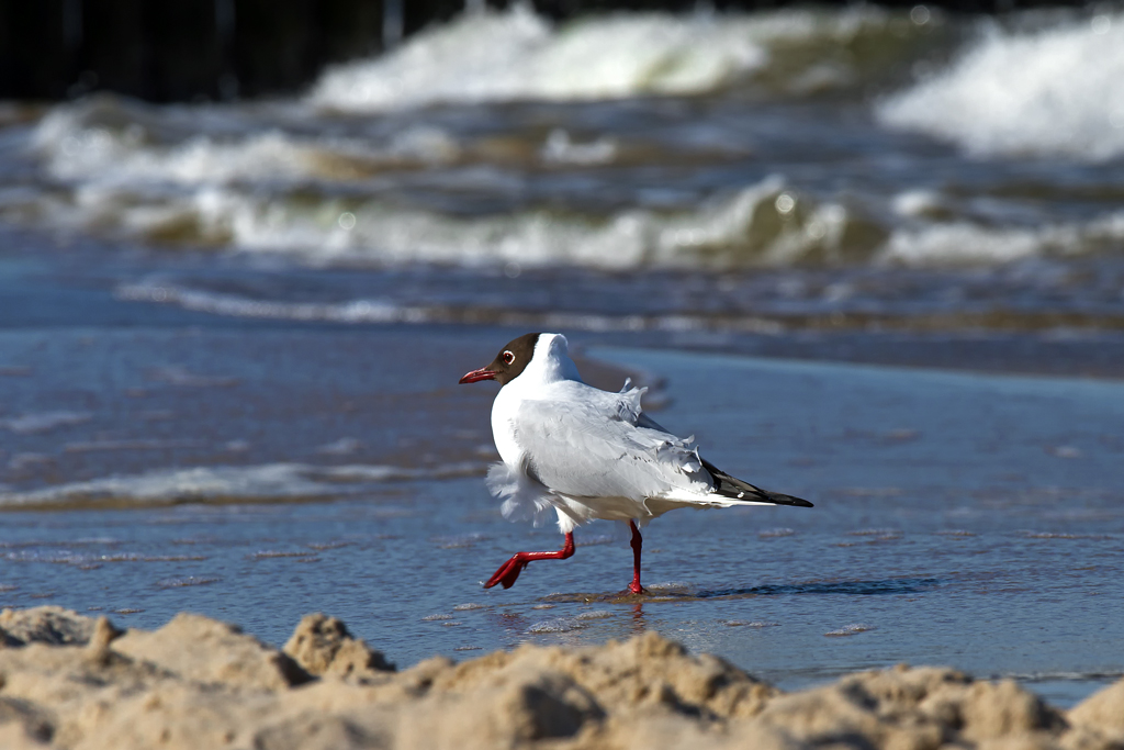 Eine Mwe auf dem Strandspaziergang. - 03.04.2013