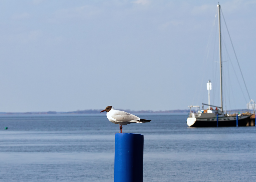 Eine Mwe beobachtet die Umgebung im Mnkebuder Hafen. - 17.04.2013