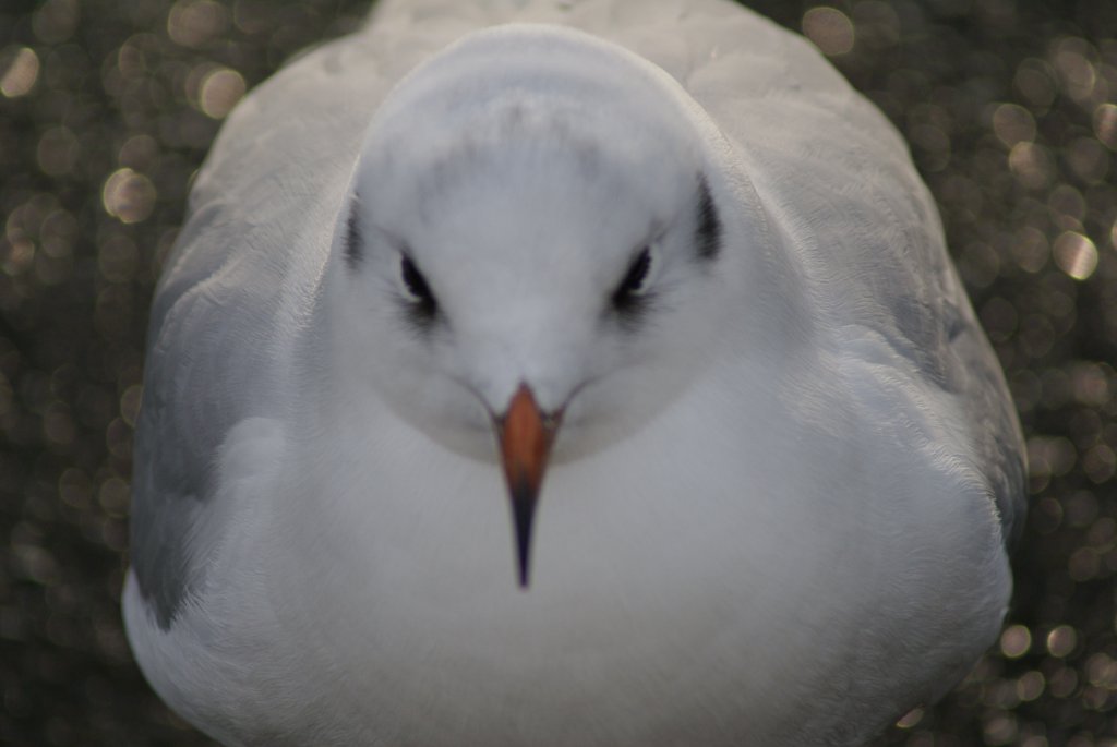 Eine Mwe fliegt nach Helgoland.