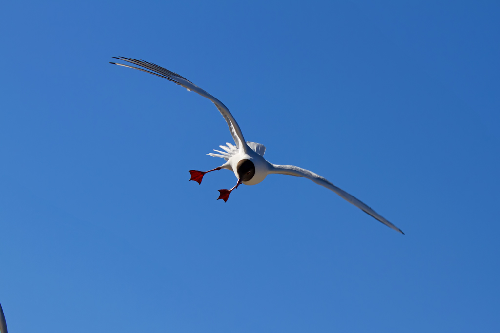 Eine Mwe hat am Strand etwas Interessantes entdeckt und strzt sich drauf. - 06.04.2013