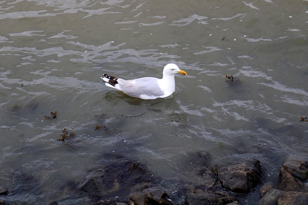 Eine Mwe schwimmt auf der Nordsee am Strand von Norddeich. [25.7.2017 - 12:00 Uhr]