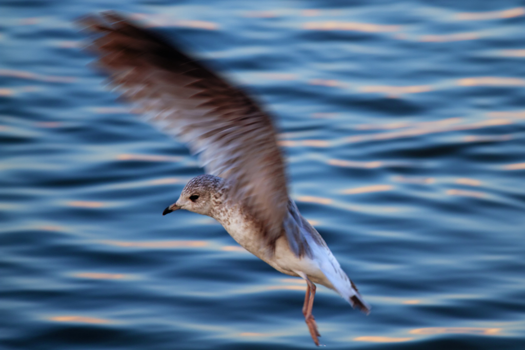 Eine Mwe schwingt sich aus dem Wasser. - 25.01.2013
