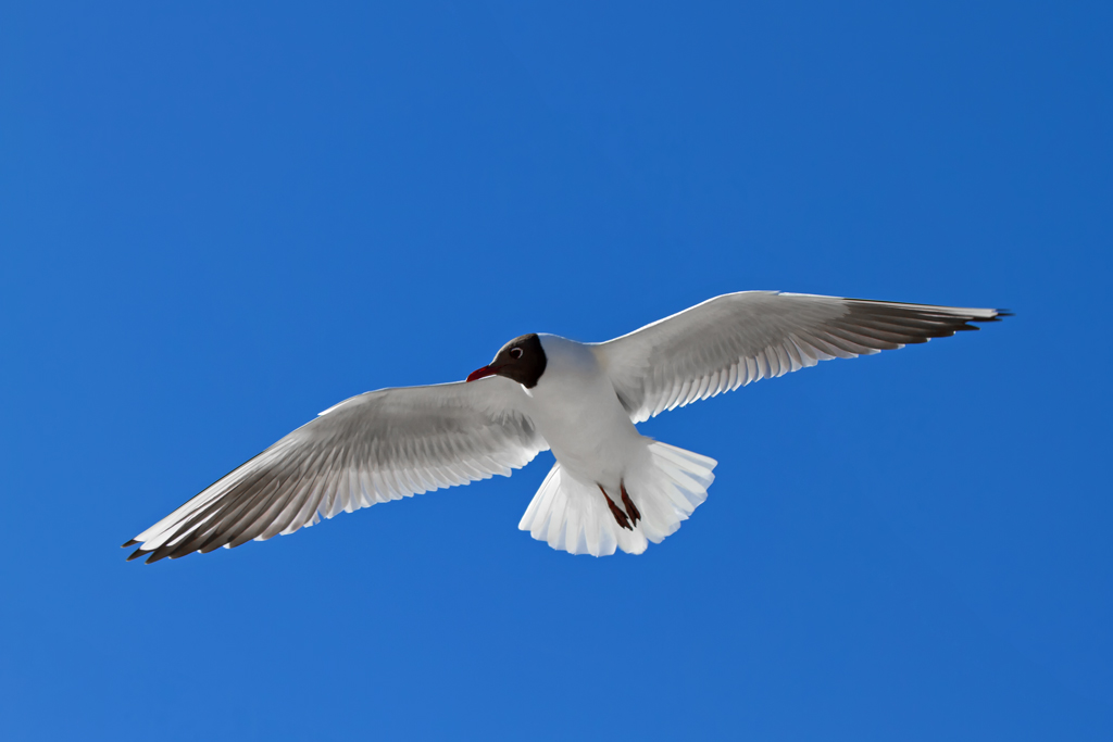 Eine Mwe  steht im Wind  und sucht den Strand ab. - 06.04.2013