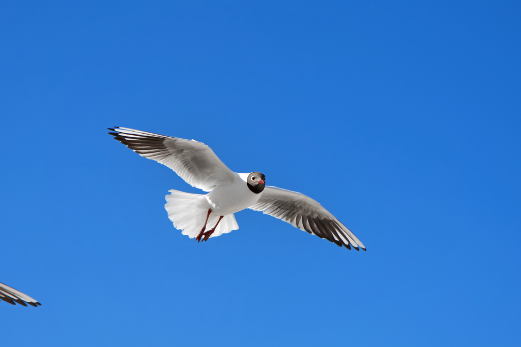 Eine Mwe  steht im Wind  und sucht den Strand ab. - 06.04.2013