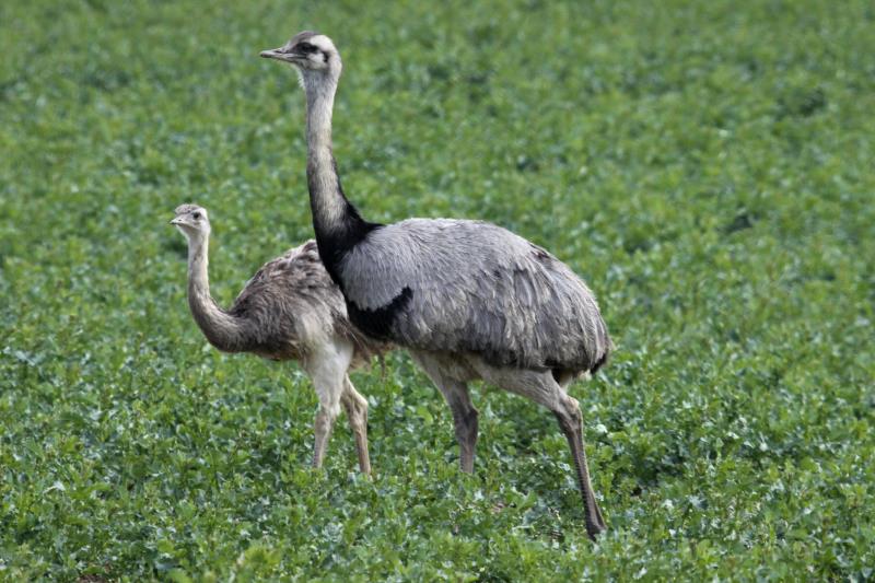 Eine Nandu-Weibchen mit einem Jungtier auf einem Feld bei Schttin (NWM); 08.04.2012