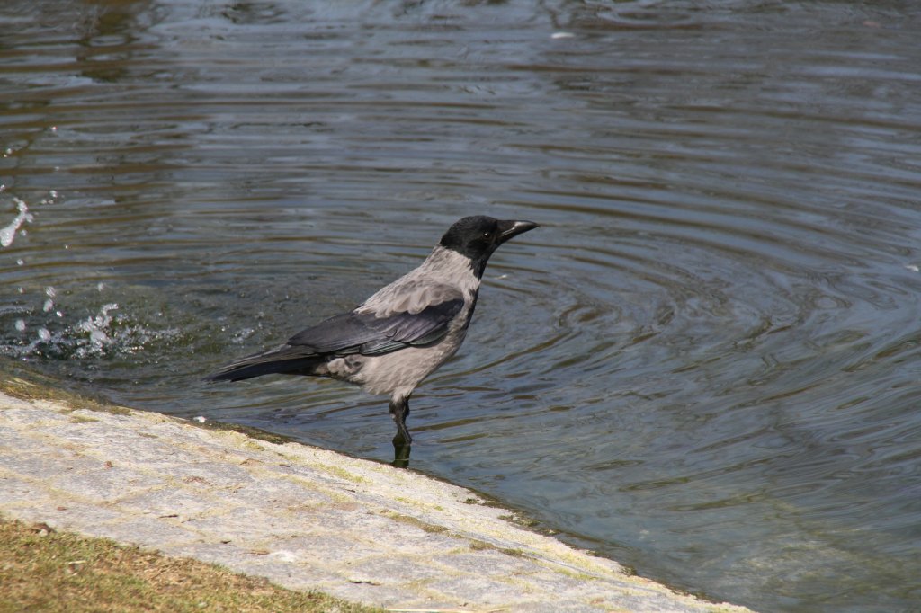 Eine Nebelkrhe (Corvux corone cornix) hat sich an einem Teich zum Trinken niedergelassen. Zoo Berlin am 11.3.2010.