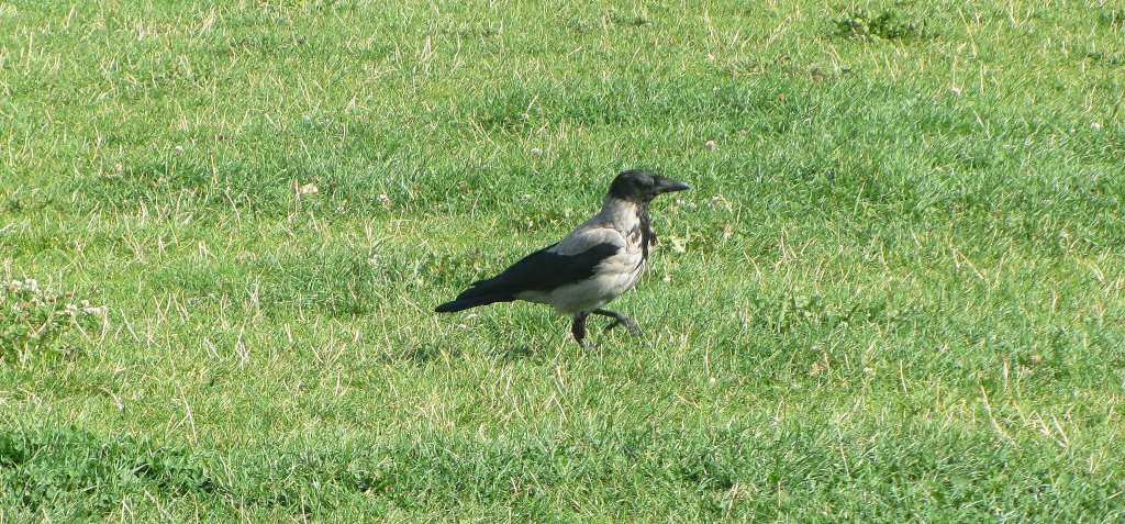 Eine Nebelkrhe geniet die Sonne im Gras vor dem Berliner Reichstag.(13.8.2012)