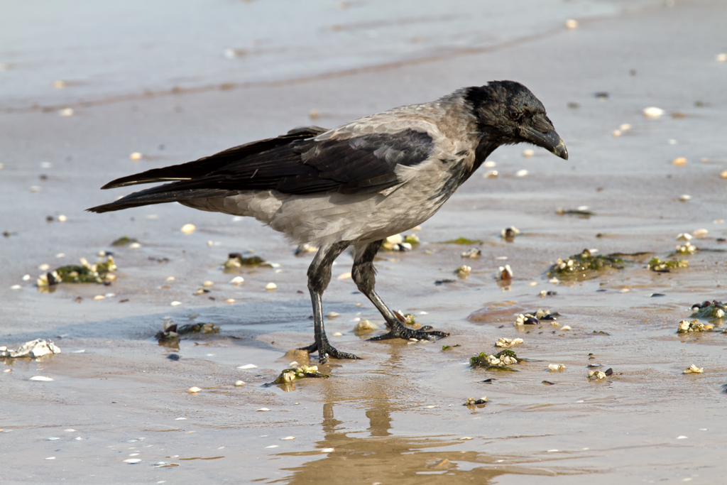 Eine Nebelkrhe sucht nach Muscheln am Strand. - Sep. 2012